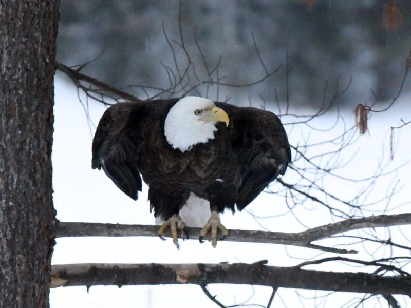 Bear Center Upgrade and an Eagle with a Memory - UPDATE April 5, 2023