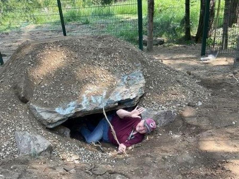 Bear Center Buzz and More Babies to Come - UPDATE June 12, 2023