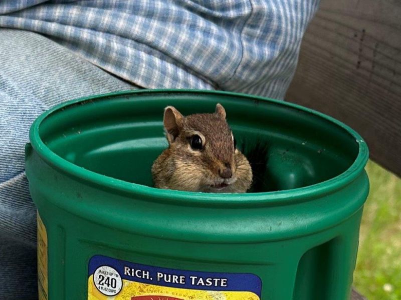 Competing with Bears for Attention - UPDATE July 14, 2023