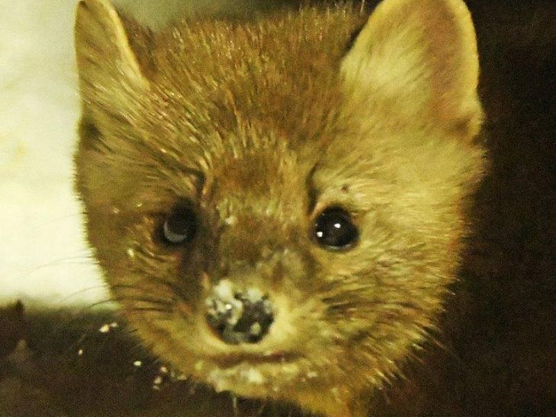 A Shy Marten, a Swooping Eagle, and a Good Day - UPDATE December 5, 2024