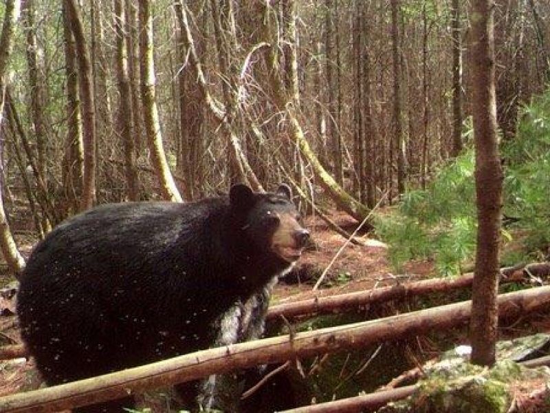 Glory Be, Lily is Okay - UPDATE July 14, 2022