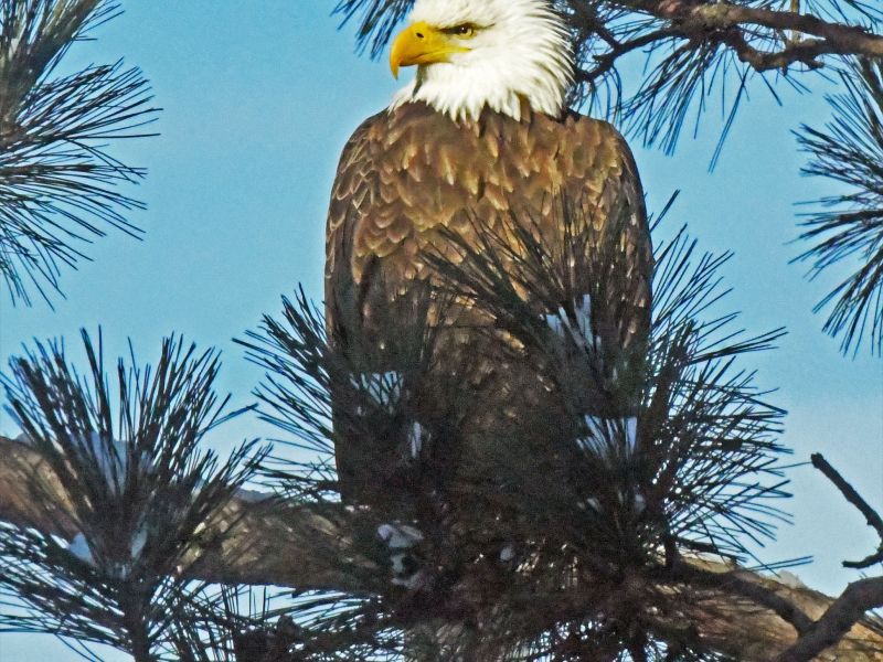 An Eagle and a Plight - UPDATE January 26, 2026