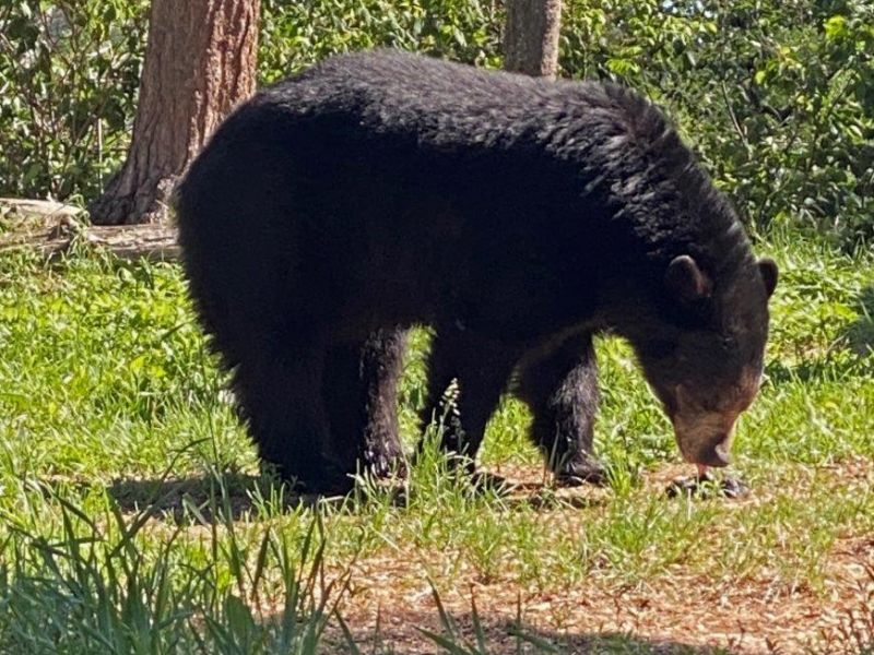 Spanky, Valentine and RC - UPDATE June 16, 2021