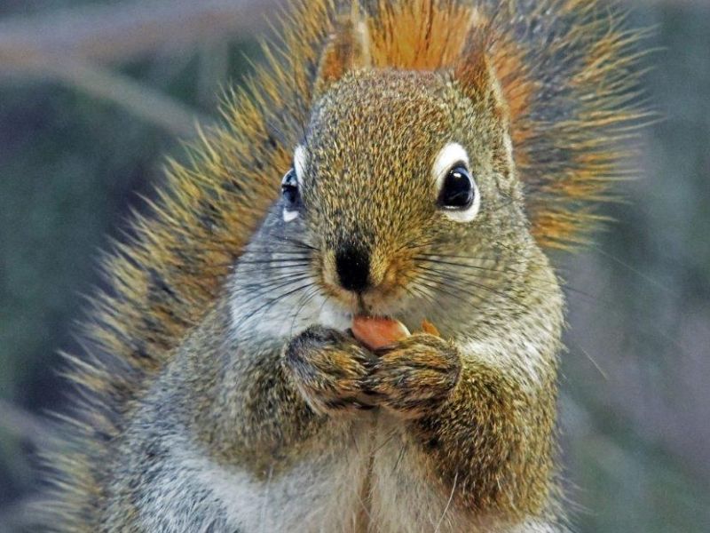 Gray Fox, Guilt, Innocence, and a Question - UPDATE February 5, 2023