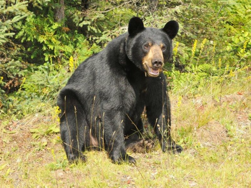 Black Bear Field Study Courses - UPDATE November 7, 2023