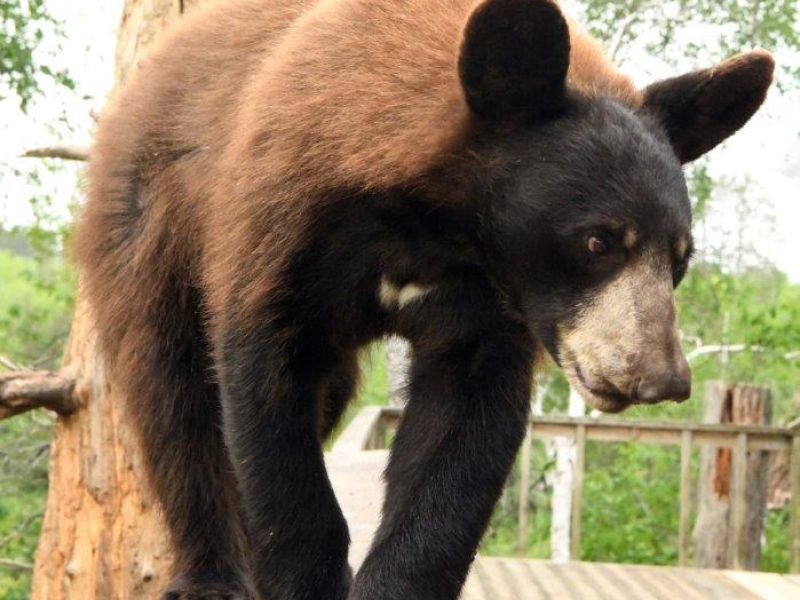 A Miracle for Spanky - UPDATE June 13, 2022