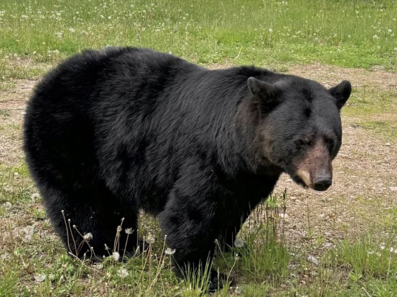 It's Not Too Late to Join in on a Bear Course!  - UPDATE June 18, 2026