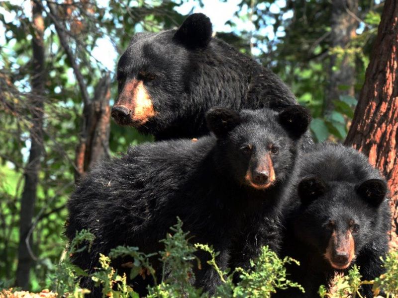 When Will the Bears Den? - UPDATE August 16, 2021