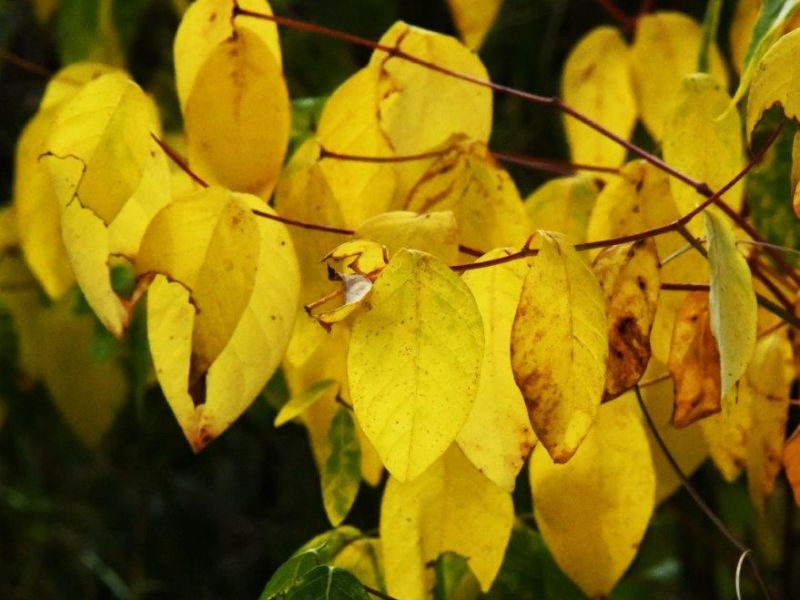 Drought, Famine, and What If You See a Hungry Bear? - UPDATE August 22, 2021