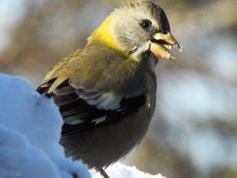 Big Show, Big Snow - UPDATE December 09, 2024