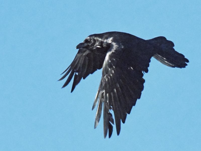 A Raven Mystery and a Memory - UPDATE January 16, 2026