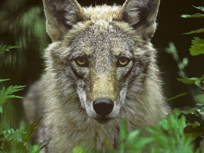 Barred Owl, Red Squirrels, the Red Fox, and a Coyote - UPDATE January 8, 2022