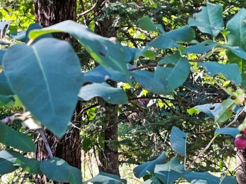 A Great Group, Juneberries, Bears, and Red Squirrels - UPDATE July 6, 2023