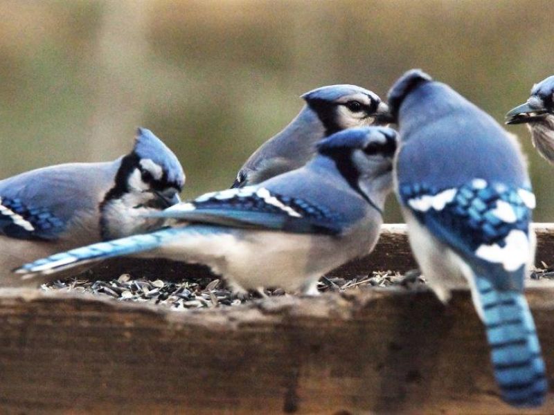 Otters, Beavers, Winter Prep, Etc. - UPDATE November 10, 2024