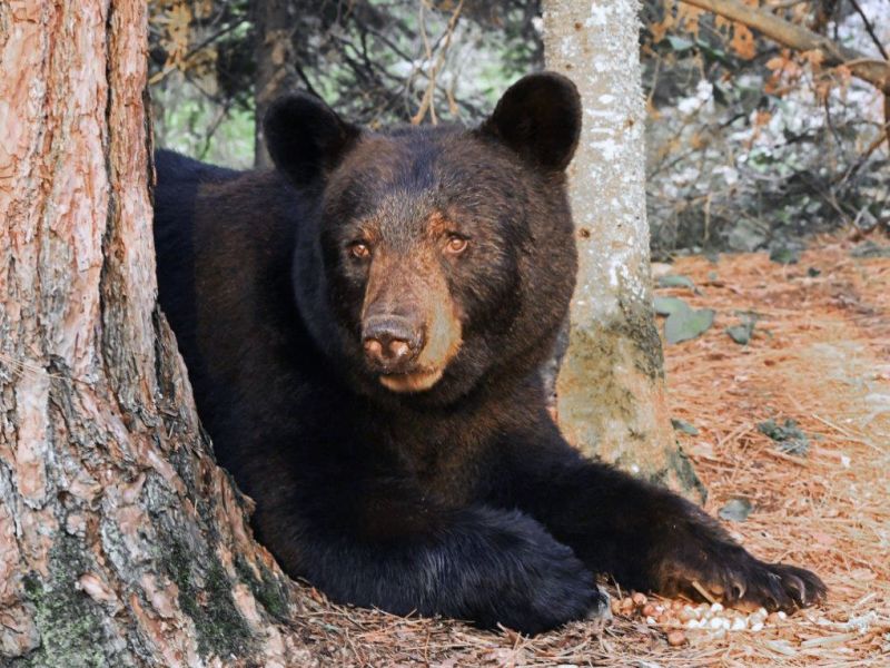 Lily, Ursula, Sidney, and More - UPDATE August 22, 2022