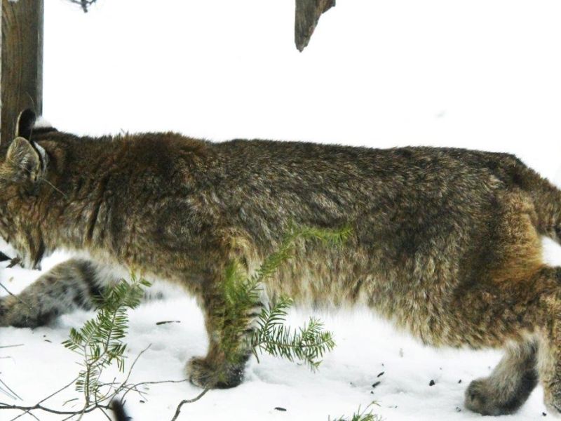 Bobcat Again - UPDATE December 27, 2022