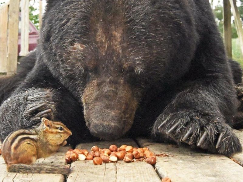 Berries and Bears - UPDATE July 21, 2023