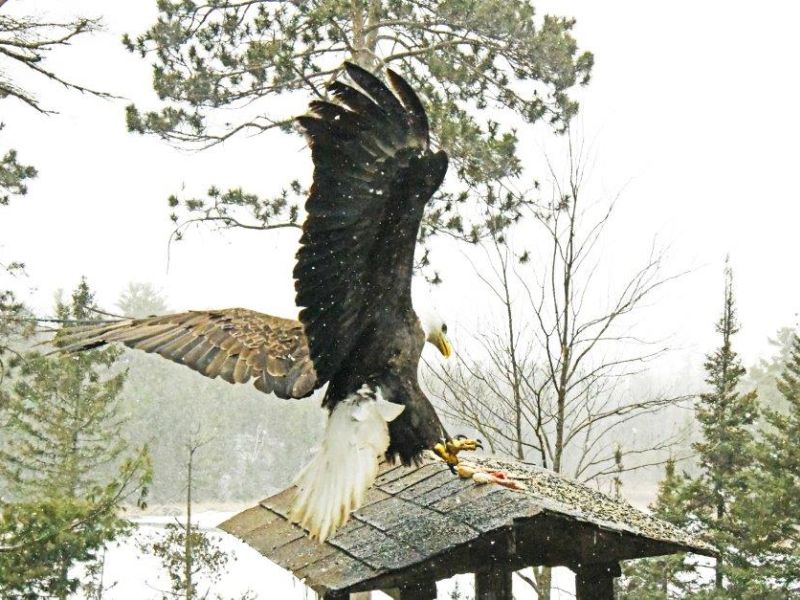 Eagle, Fox and So Many Redpolls - UPDATE March 24, 2024