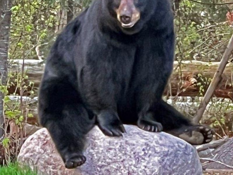 Jewel and Yearlings Accounted For - UPDATE May 16, 2023