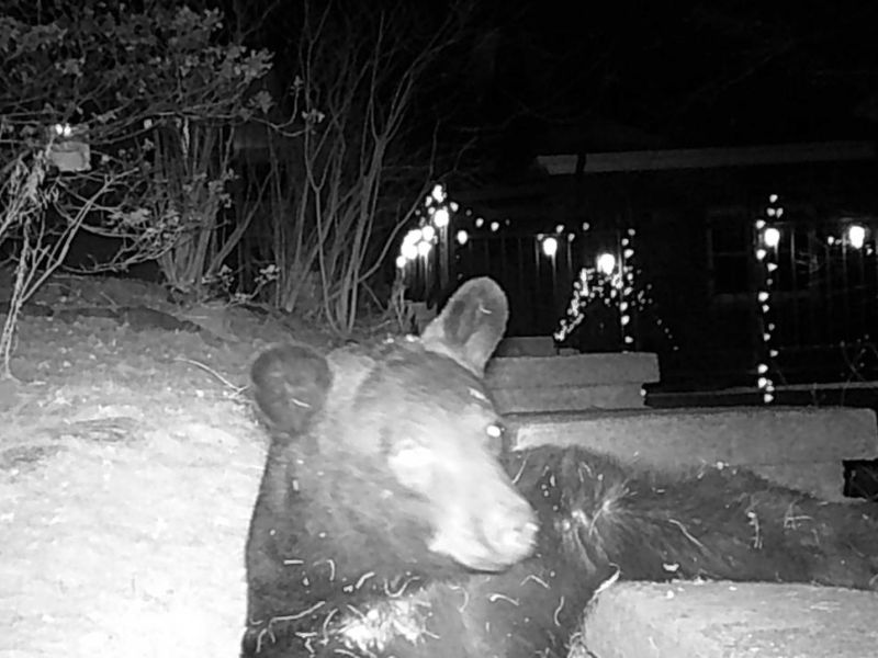 Duluth Bear - UPDATE December 15, 2021