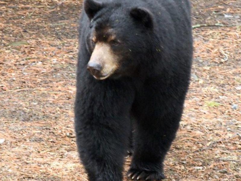 Spanky, Woodchuck, Pine Warbler, and Fencing - UPDATE May 8, 2023