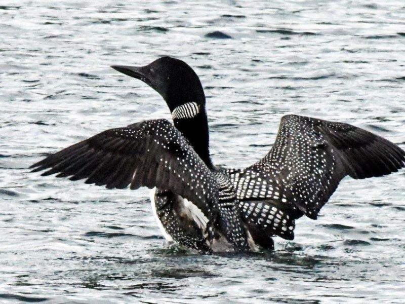 A Nice Pontoon Ride on a Nice Day - UPDATE August 25, 2023