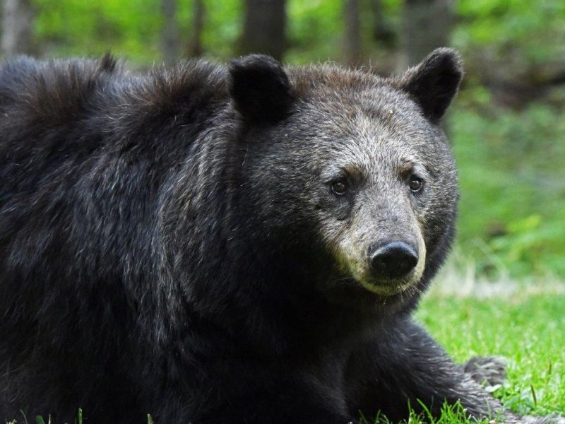 Shadow, Mother and Cub - UPDATE July 1, 2021