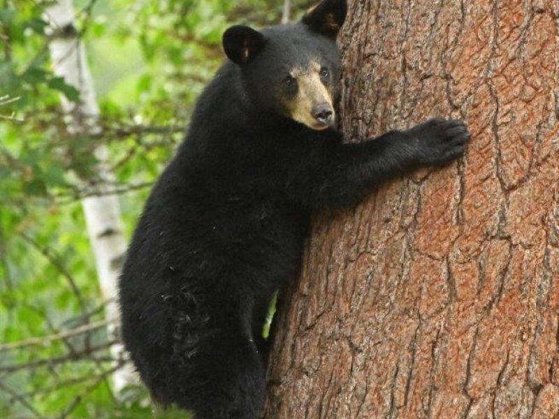 Lucy, Lilo, and Sharon’s Bear News - UPDATE August 21, 2023