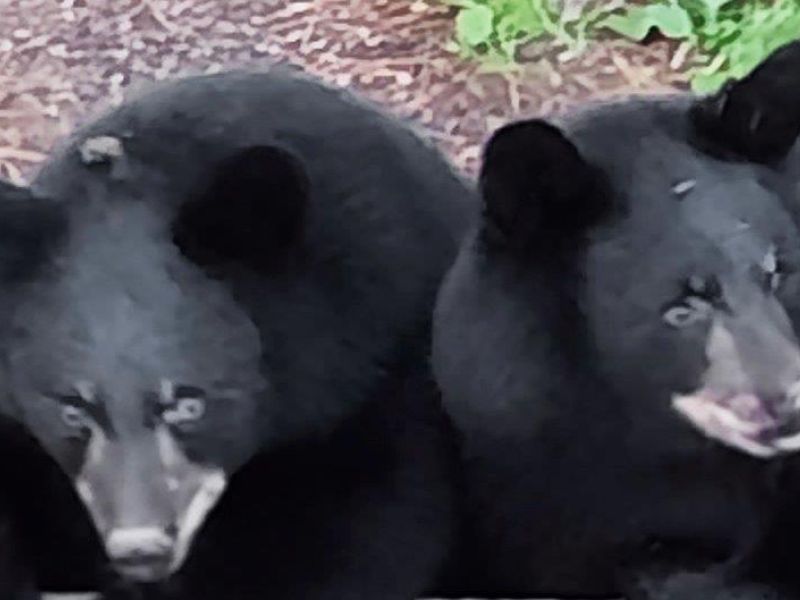 Another Exciting Sighting - UPDATE May 18, 2024