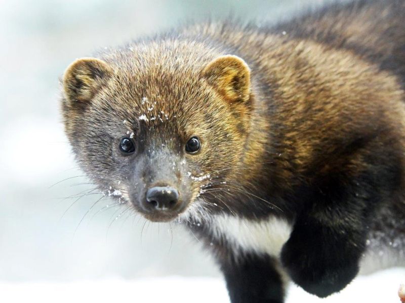 Fetching Faces - UPDATE January 30, 2024