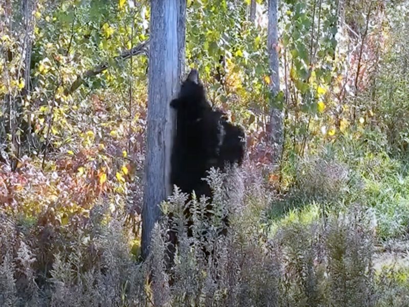 A Vigorous Kentucky Bear and an Unusual Couple - UPDATE October 20, 2023