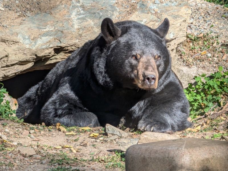 Action at the North American Bear Center - UPDATE October 12, 2024