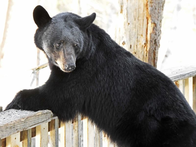 My First Sighting of 2026 - UPDATE April 11, 2026