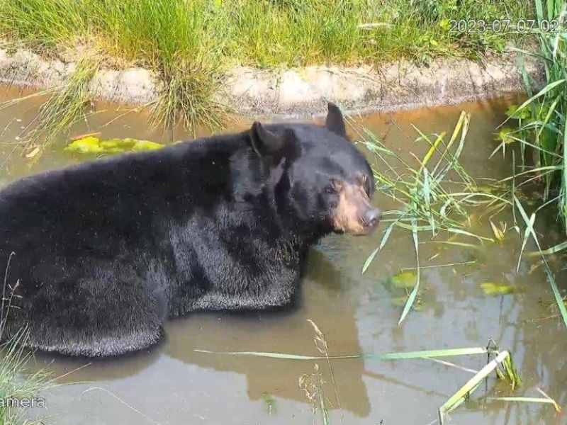 Bears in Action at the Bear Center - UPDATE July 8, 2023