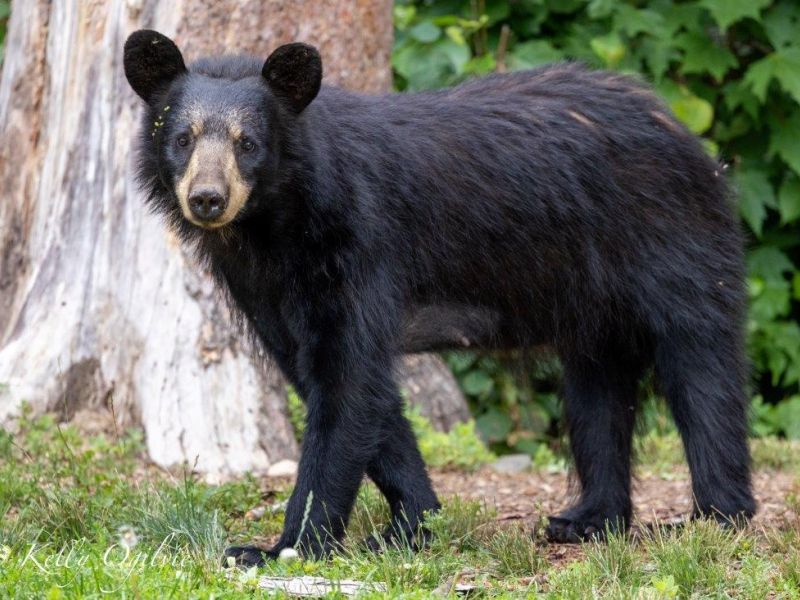 Bear Action - UPDATE July 18, 2023