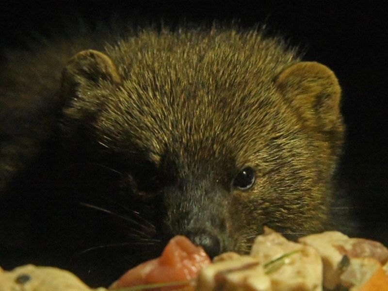 Faces and Feathers - UPDATE March 5, 2024