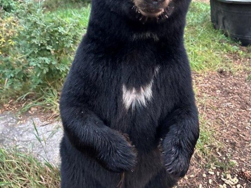 Daisy Here With Cubs, Too - UPDATE September 8, 2023