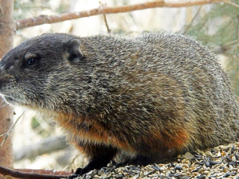 A New Face and a Cute Face - UPDATE March 31, 2023