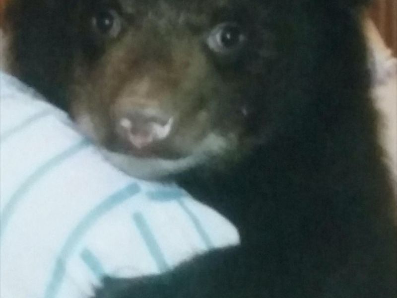 Bear News and More on Ted (From Sharon Herrell) - UPDATE September 27, 2020