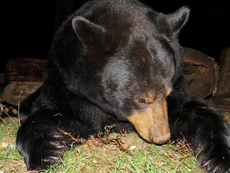 Lily Caught on Camera - UPDATE September 3, 2021