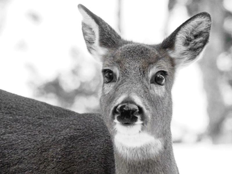 Life Below Zero - UPDATE January 19, 2025