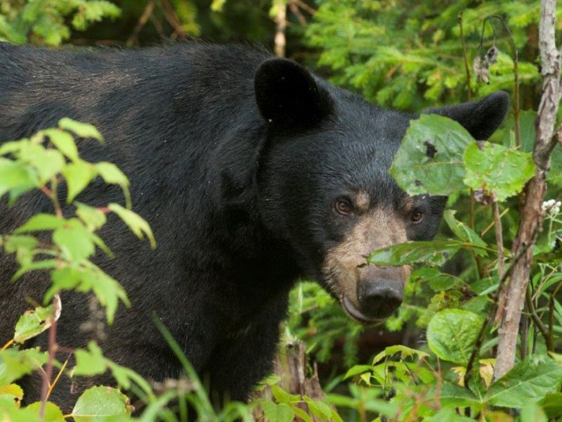 Not Much to Report - UPDATE September 1, 2021