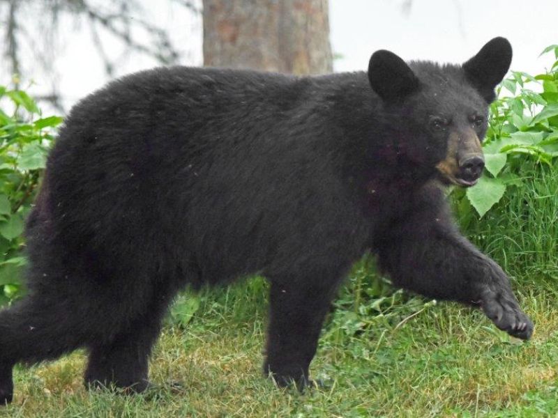 Lily, Jewel, Loppy, and More - UPDATE June 9, 2023