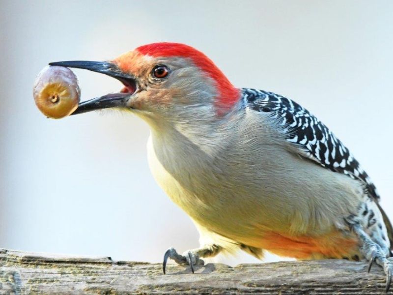 Bears, Beavers, Birds, and More - UPDATE October 25, 2024