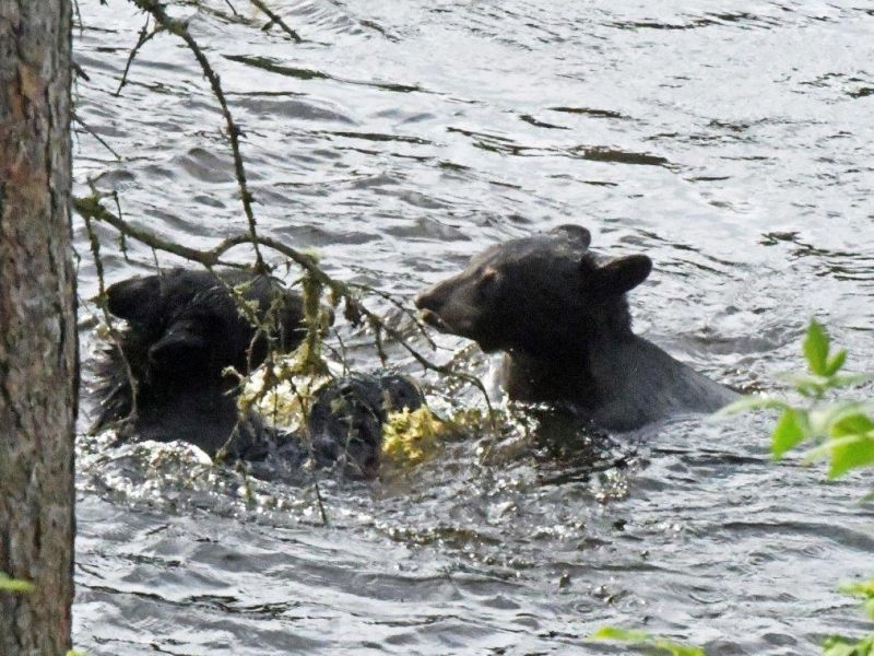 Mothers, Cubs, and Others Interacting - UPDATE August 15, 2023