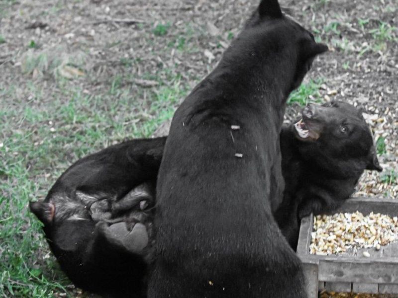 Play, Lily, Eaglets, and Loons - UPDATE August 23, 2023