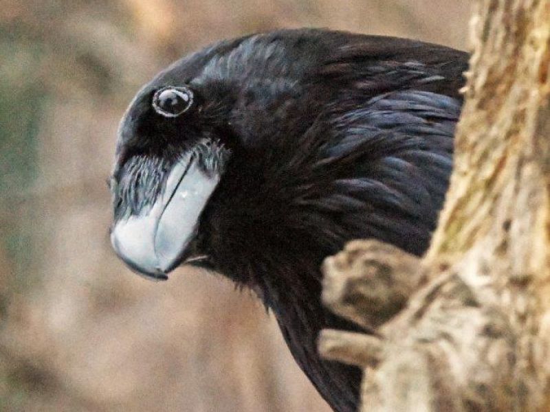 Breakfast at the WRI - UPDATE February 10, 2024