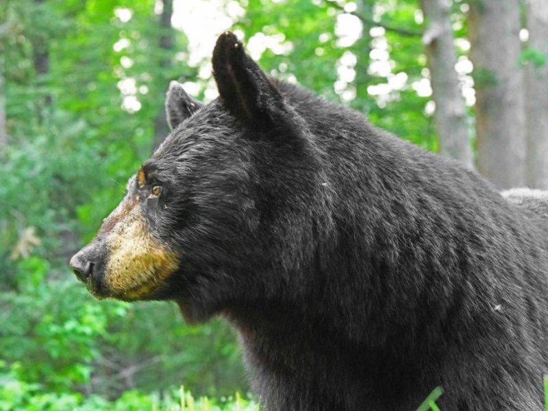 Ursula and Three Cubs Again - UPDATE July 31, 2024