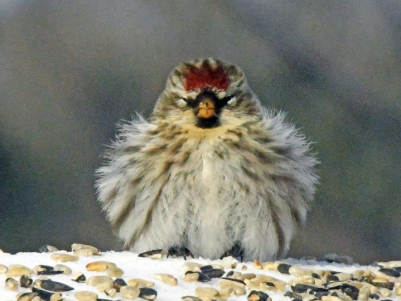 Ted Frosted, Quiet Time for Redpolls - UPDATE February 12, 2022