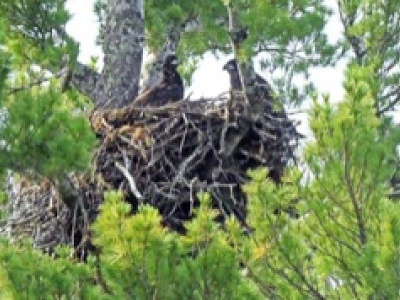 Good News for the Bears and the Eagles - UPDATE July 11, 2023